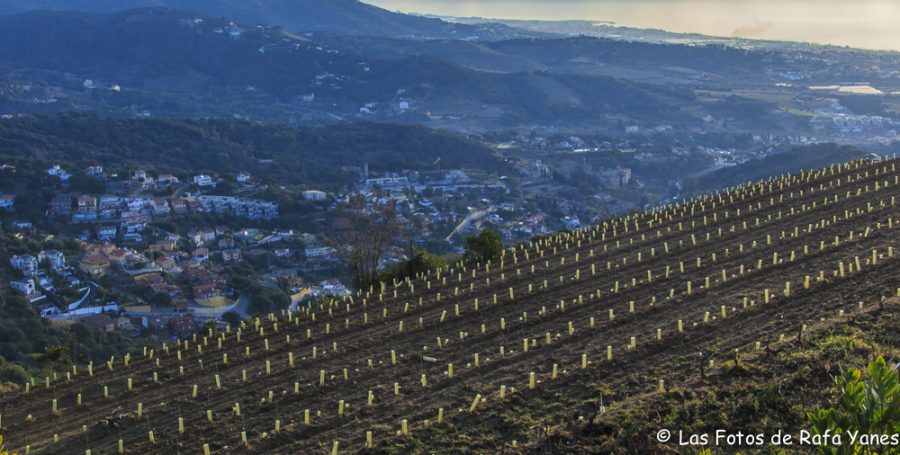 Ruta: Turó d’en Galzeran (484 m) (Els 100 Cims)
