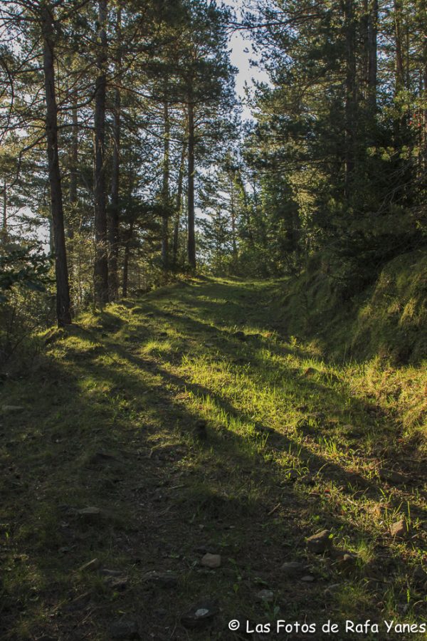 Ruta :Pedró de Tubau (1.543 m) (Els 100 Cims)