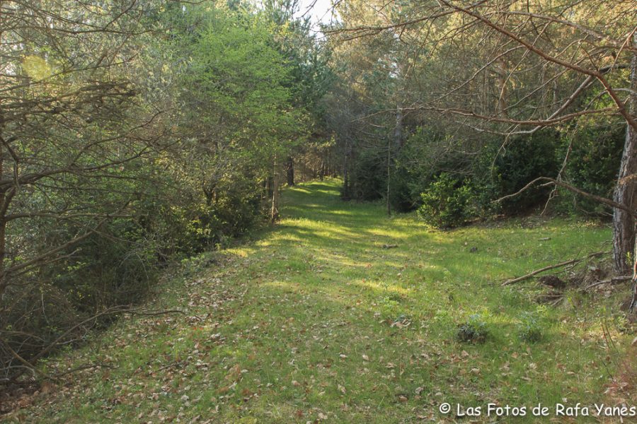 Ruta :Pedró de Tubau (1.543 m) (Els 100 Cims)