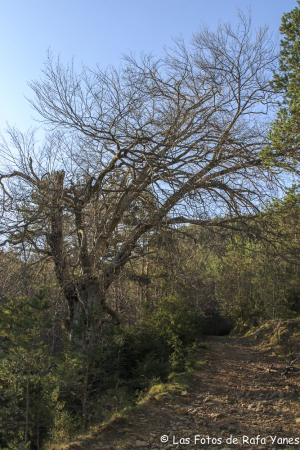Ruta :Pedró de Tubau (1.543 m) (Els 100 Cims)