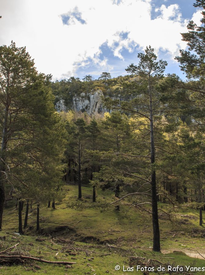 Ruta : Sobrepuny (1.666 m) (Els 100 Cims)