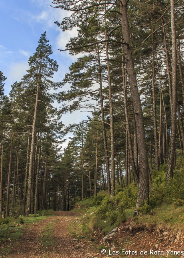 Ruta : Sobrepuny (1.666 m) (Els 100 Cims)