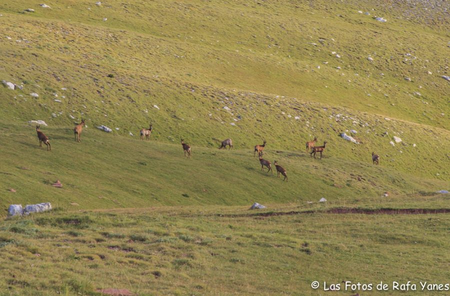 Ruta: Puigllançada (2.409 m.), La Tosa (2.536 m.) y Penyes Altes (2.275 m.) (Els 100 Cims)
