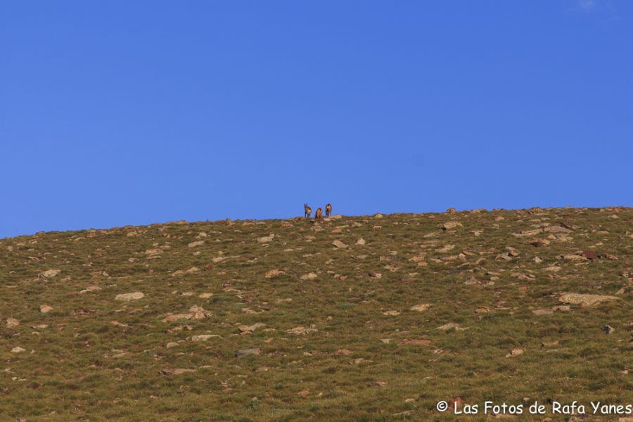 Ruta: Puigllançada (2.409 m.), La Tosa (2.536 m.) y Penyes Altes (2.275 m.) (Els 100 Cims)