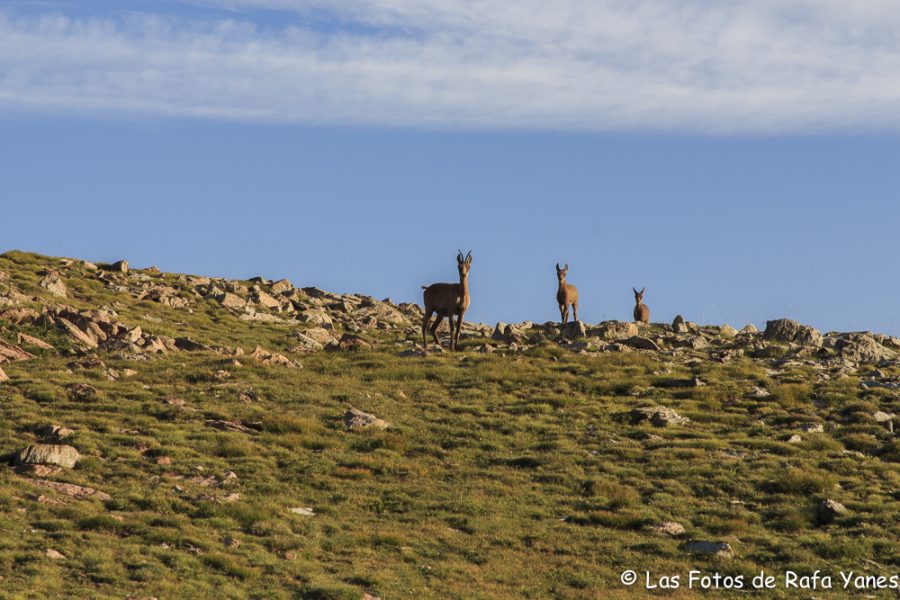 Ruta: Puigllançada (2.409 m.), La Tosa (2.536 m.) y Penyes Altes (2.275 m.) (Els 100 Cims)