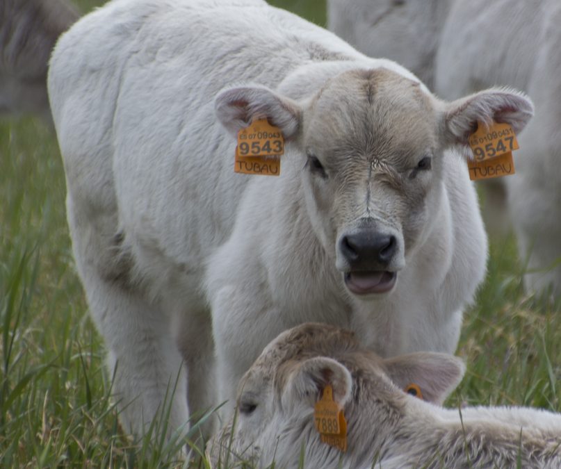 Una de vacas y terneros