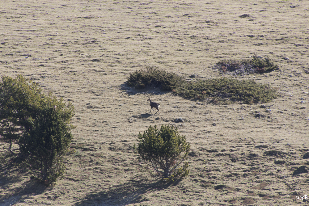 Rebecos en la ruta hacia el Taga