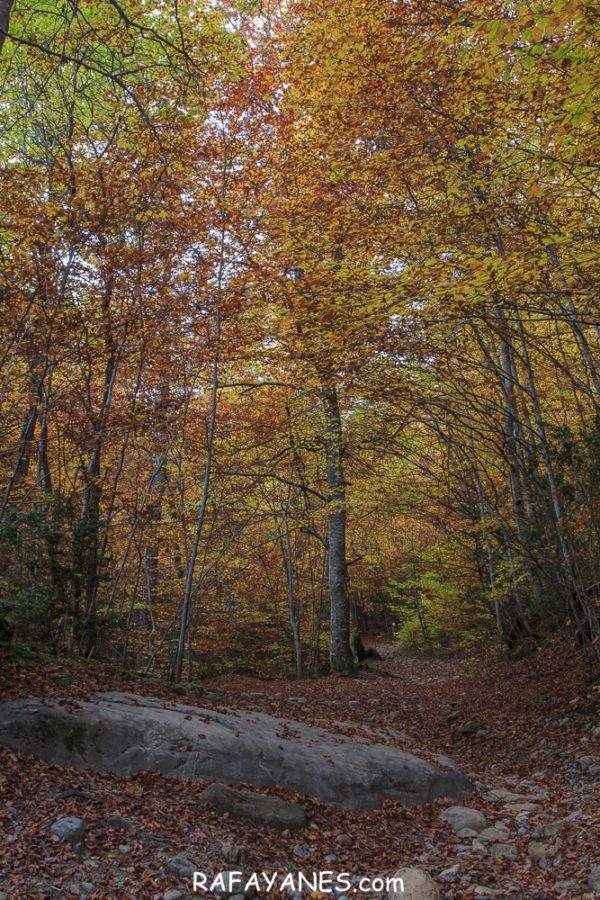 El Otoño en el Bosque de Betato (Huesca)