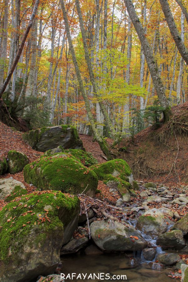 El Otoño en el Bosque de Betato (Huesca)