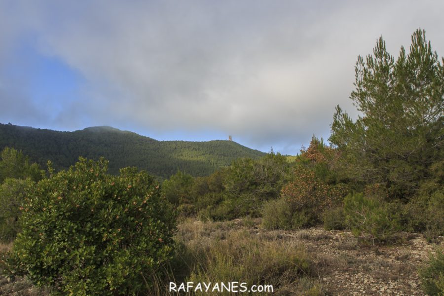 Ruta: Turó de la Torre o de Castellnou (824 m) (Els 100 Cims)