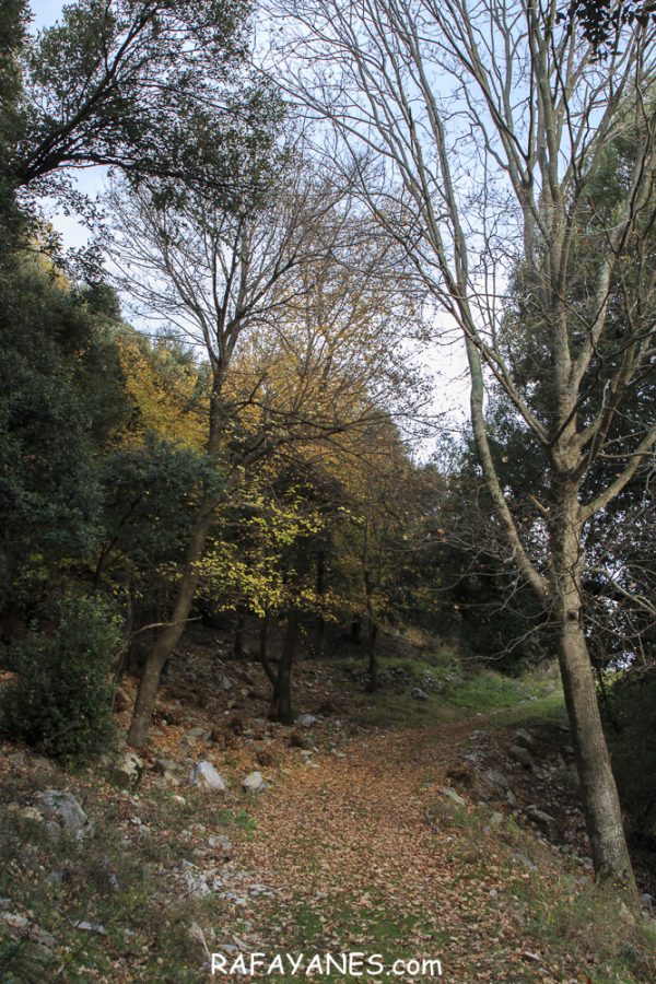 Ruta: Puig de Bassegoda (1.373 m) (Els 100 Cims)