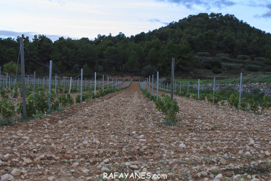 Ruta: El Cogulló de Cabra (881 m.) (Els 100 cims)