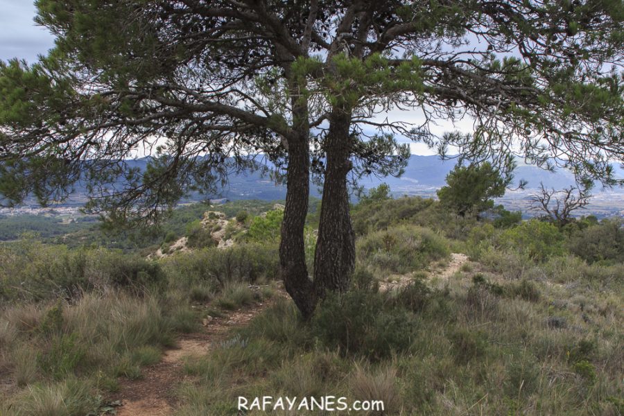 Ruta: El Cogulló de Cabra (881 m.) (Els 100 cims)