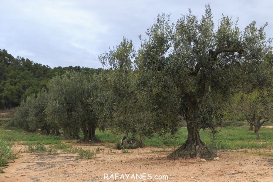 Ruta: El Cogulló de Cabra (881 m.) (Els 100 cims)