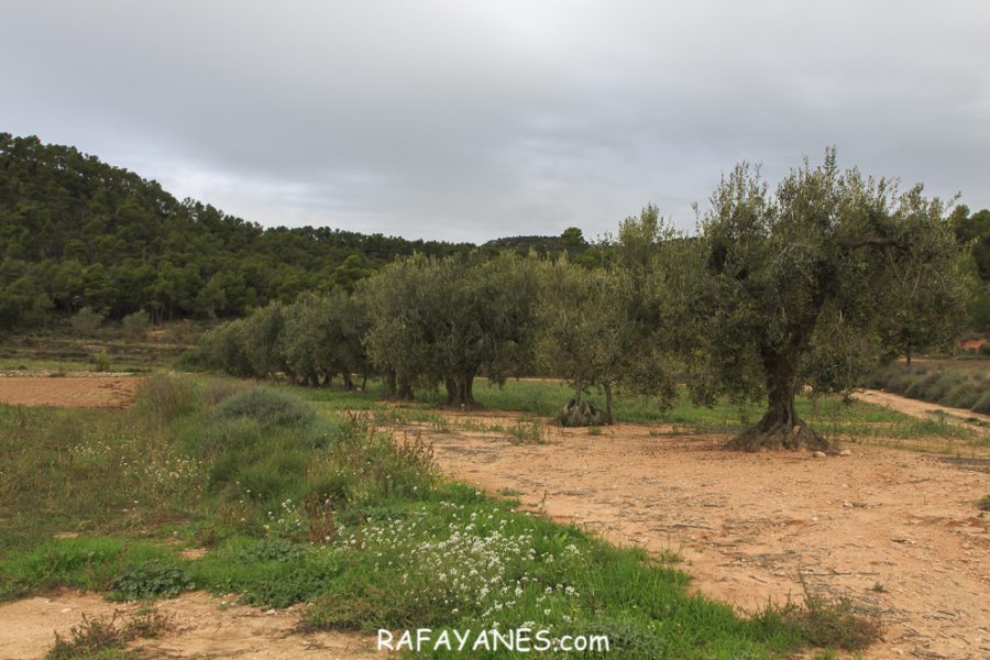 Ruta: El Cogulló de Cabra (881 m.) (Els 100 cims)