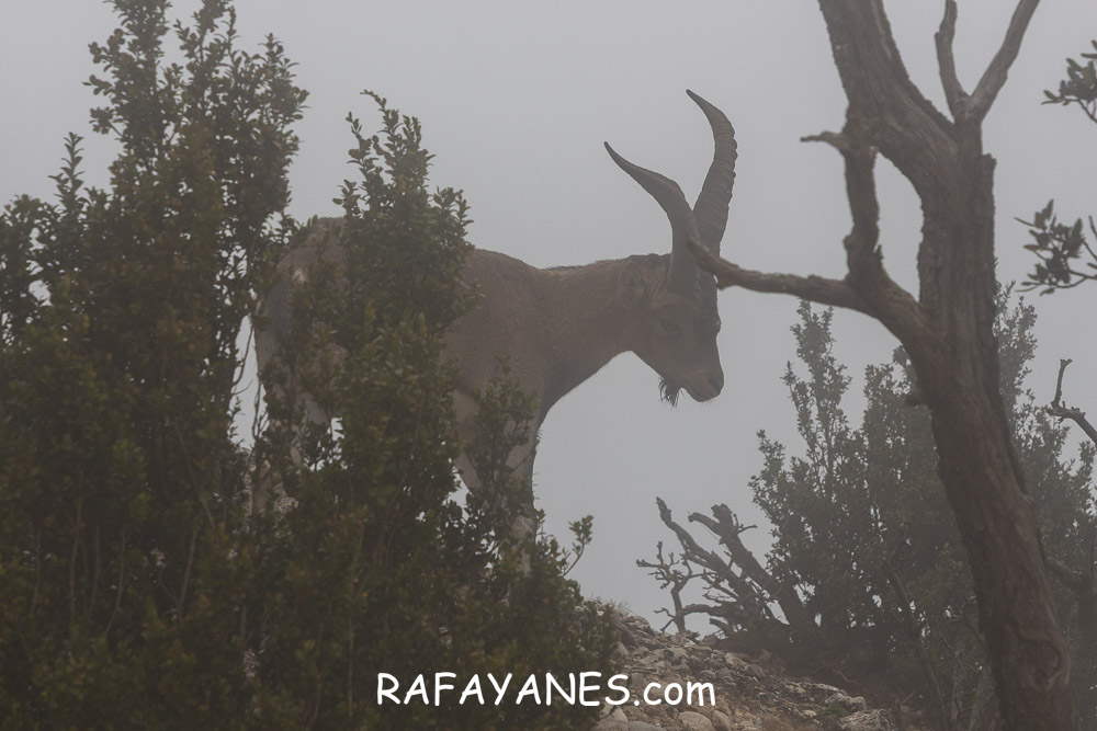 Ruta: L’Albarda Castellana ( 1178 m.) (Els 100 Cims) Ruta: L’Albarda Castellana ( 1178 m.) (Els 100 Cims)