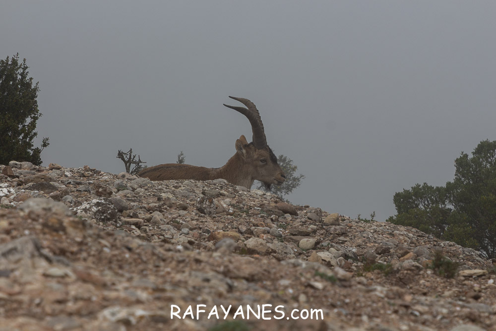 Ruta: L’Albarda Castellana ( 1178 m.) (Els 100 Cims) Ruta: L’Albarda Castellana ( 1178 m.) (Els 100 Cims)