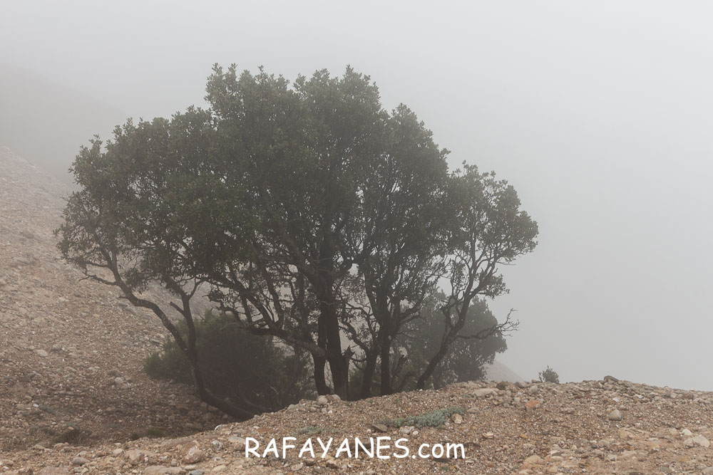 Ruta: L’Albarda Castellana ( 1178 m.) (Els 100 Cims) Ruta: L’Albarda Castellana ( 1178 m.) (Els 100 Cims)