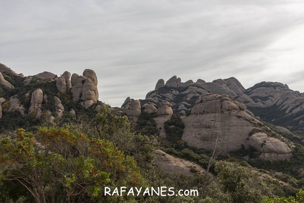 Ruta: Miranda del Princep ( 993 m.) (Els 100 Cims) Ruta: Miranda del Princep ( 993 m.) (Els 100 Cims)