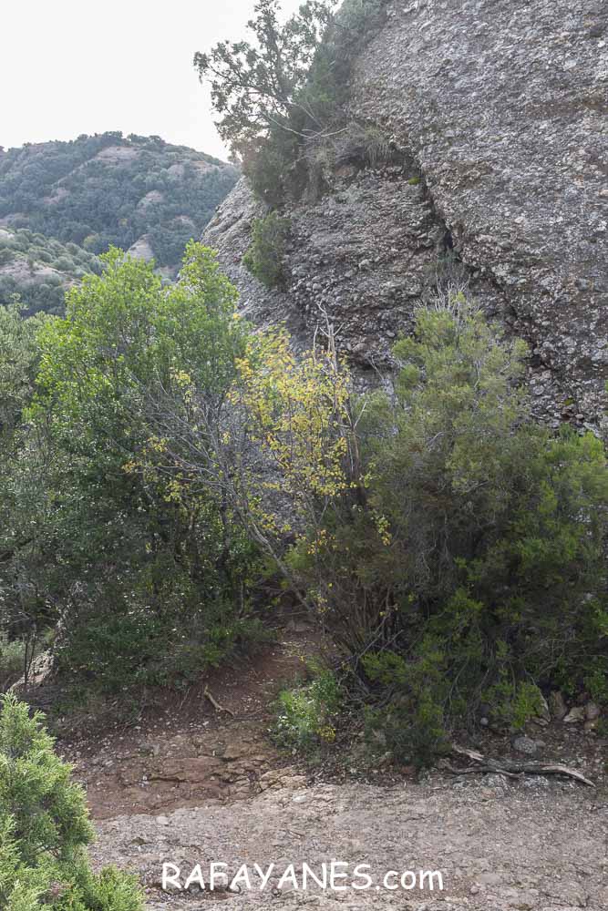 Ruta: Miranda del Princep ( 993 m.) (Els 100 Cims) Ruta: Miranda del Princep ( 993 m.) (Els 100 Cims)