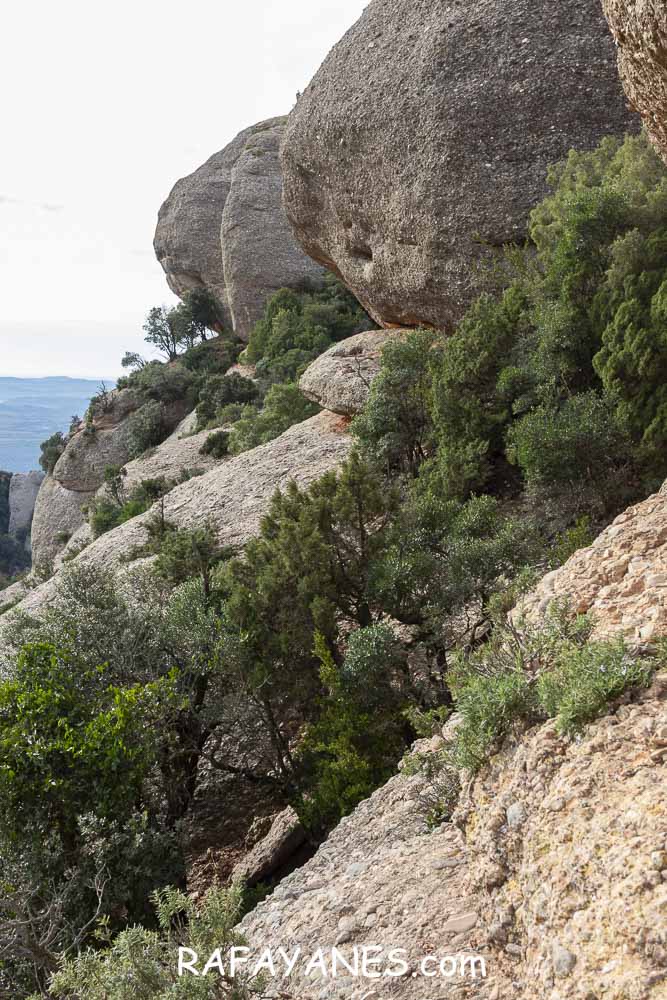 Ruta: Miranda del Princep ( 993 m.) (Els 100 Cims) Ruta: Miranda del Princep ( 993 m.) (Els 100 Cims)