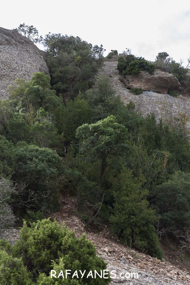 Ruta: Miranda del Princep ( 993 m.) (Els 100 Cims) Ruta: Miranda del Princep ( 993 m.) (Els 100 Cims)