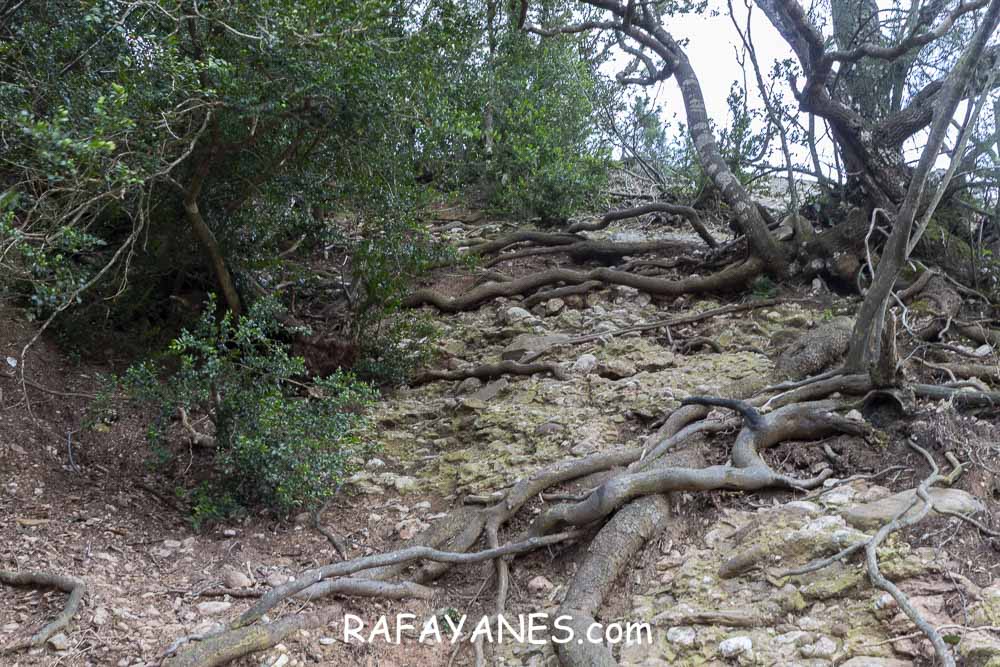 Ruta: Miranda del Princep ( 993 m.) (Els 100 Cims) Ruta: Miranda del Princep ( 993 m.) (Els 100 Cims)