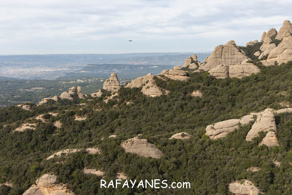 Ruta: Miranda del Princep ( 993 m.) (Els 100 Cims) Ruta: Miranda del Princep ( 993 m.) (Els 100 Cims)