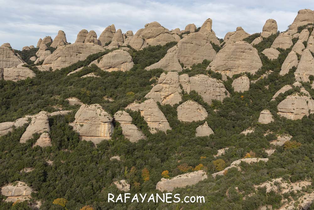 Ruta: Miranda del Princep ( 993 m.) (Els 100 Cims) Ruta: Miranda del Princep ( 993 m.) (Els 100 Cims)