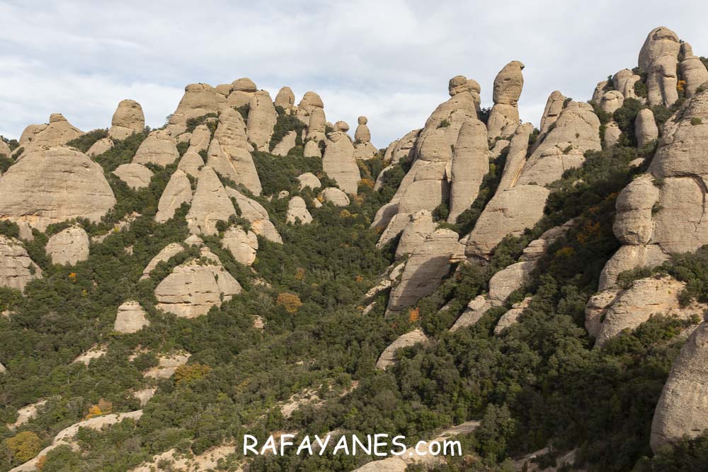 Ruta: Miranda del Princep ( 993 m.) (Els 100 Cims) Ruta: Miranda del Princep ( 993 m.) (Els 100 Cims)