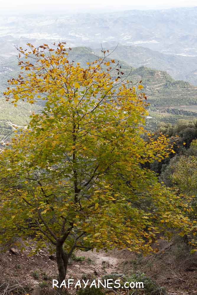 Ruta: Miranda del Princep ( 993 m.) (Els 100 Cims) Ruta: Miranda del Princep ( 993 m.) (Els 100 Cims)