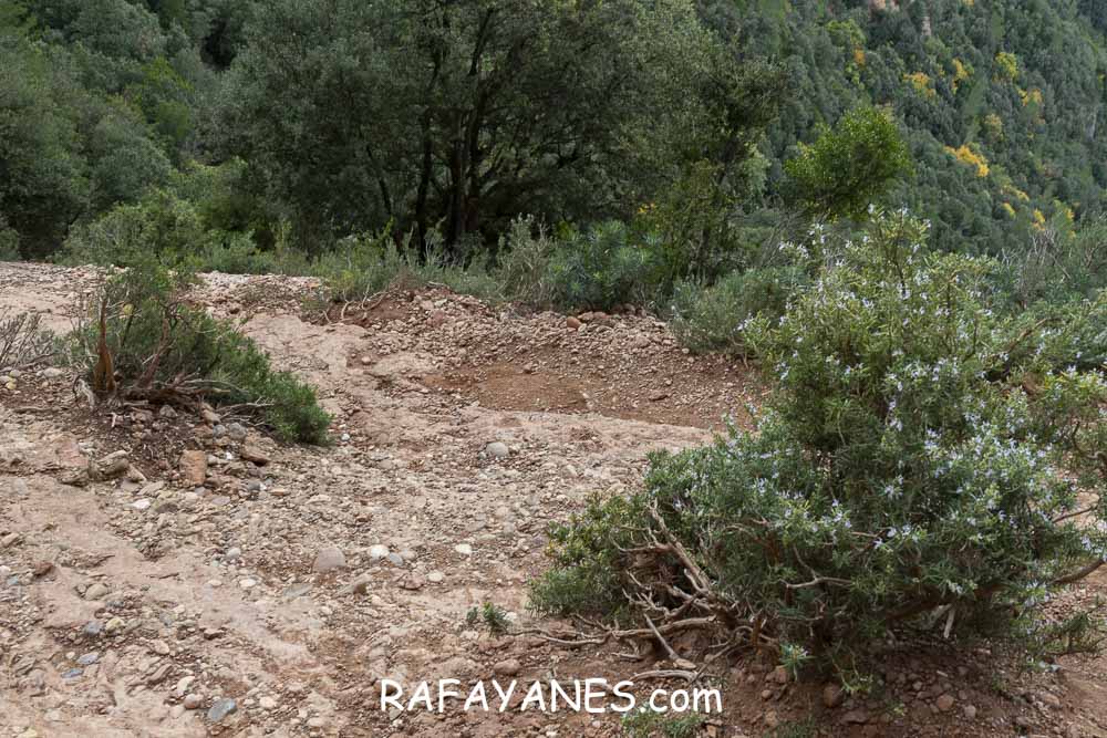 Ruta: Miranda del Princep ( 993 m.) (Els 100 Cims) Ruta: Miranda del Princep ( 993 m.) (Els 100 Cims)