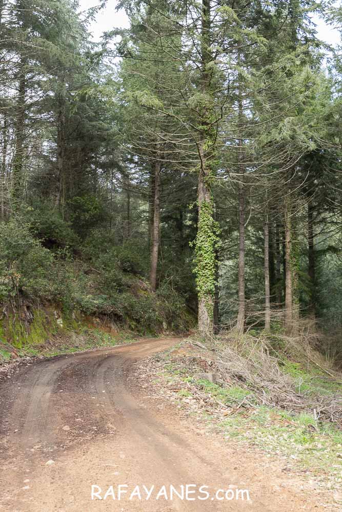 Ruta: Turó del Faig Verd (1187 m.) Ruta: Turó del Faig Verd (1187 m.)