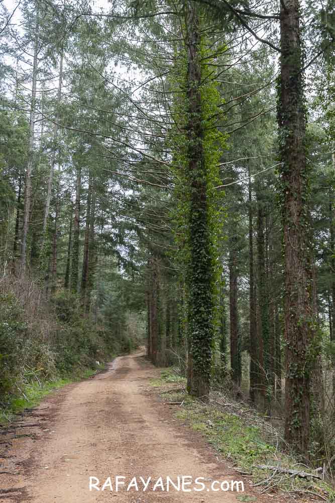 Ruta: Turó del Faig Verd (1187 m.) Ruta: Turó del Faig Verd (1187 m.)