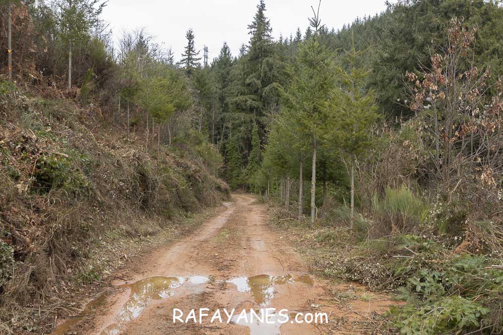 Ruta: Turó del Faig Verd (1187 m.) Ruta: Turó del Faig Verd (1187 m.)
