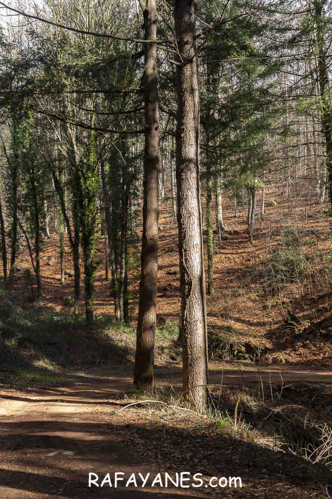 Ruta: Turó del Faig Verd (1187 m.) Ruta: Turó del Faig Verd (1187 m.)