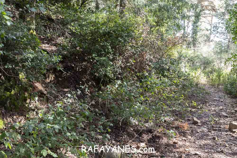 Ruta: Turó del Faig Verd (1187 m.) Ruta: Turó del Faig Verd (1187 m.)