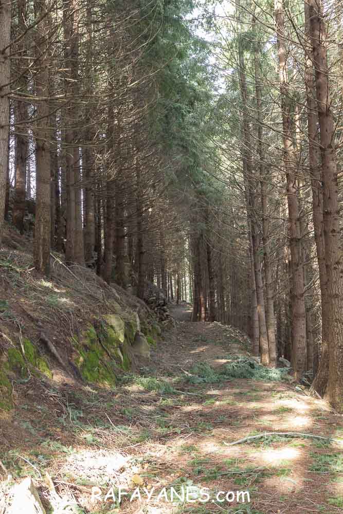 _MG_2542 Ruta: Turó del Faig Verd (1187 m.)