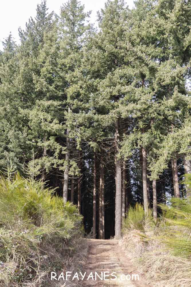 Ruta: Turó del Faig Verd (1187 m.) Ruta: Turó del Faig Verd (1187 m.)