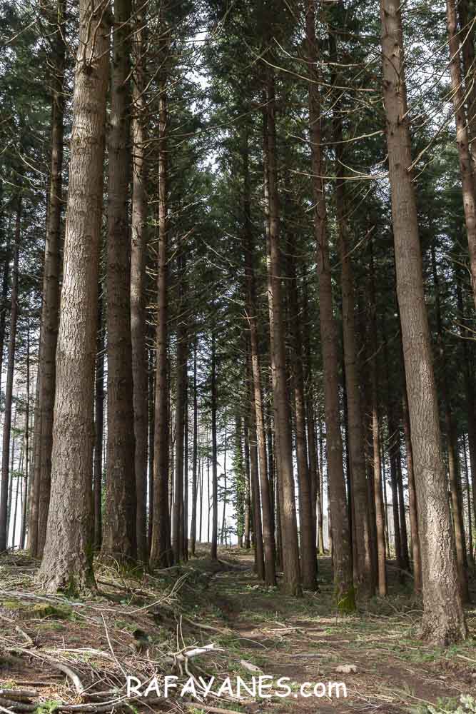 Ruta: Turó del Faig Verd (1187 m.) Ruta: Turó del Faig Verd (1187 m.)