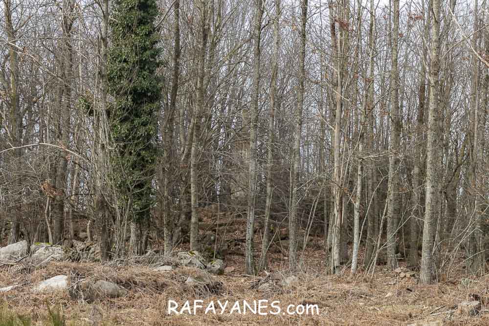 Ruta: Turó del Faig Verd (1187 m.) Ruta: Turó del Faig Verd (1187 m.)
