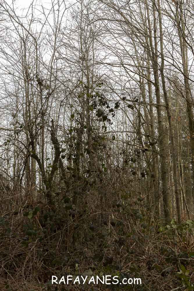 Ruta: Turó del Faig Verd (1187 m.) Ruta: Turó del Faig Verd (1187 m.)