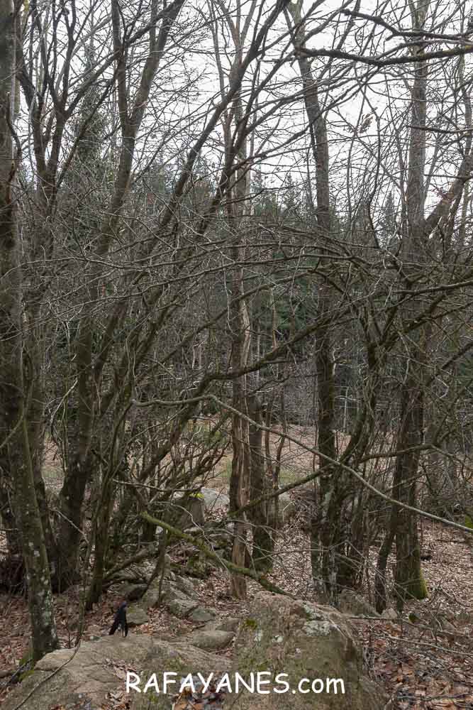 Ruta: Turó del Faig Verd (1187 m.) Ruta: Turó del Faig Verd (1187 m.)