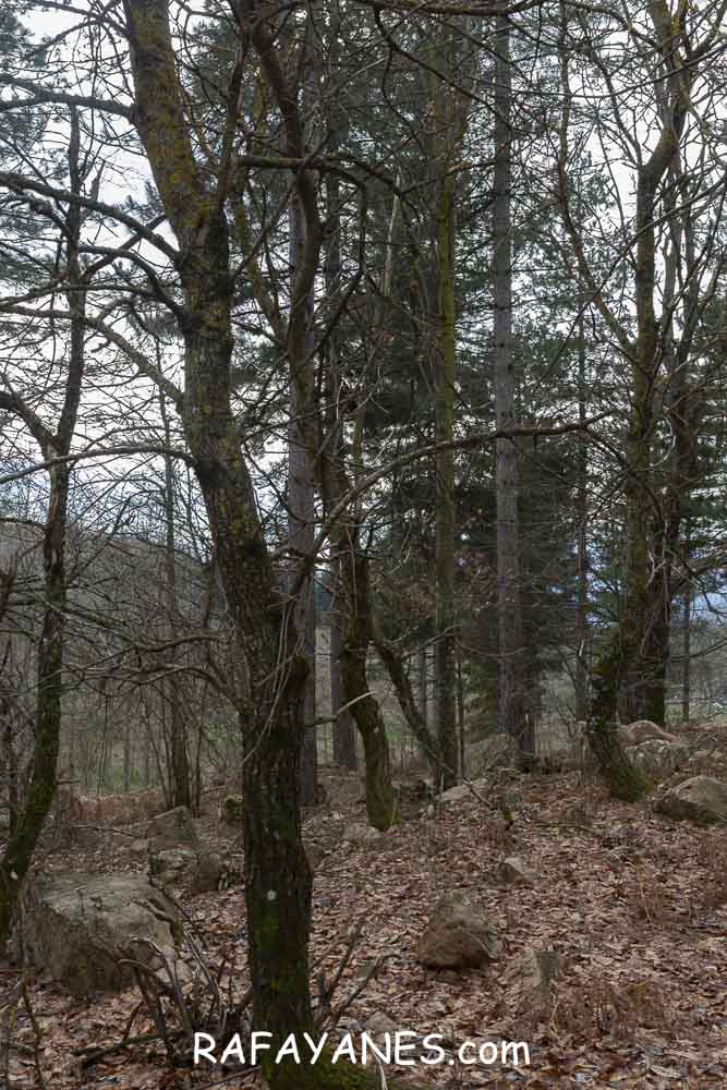 Ruta: Turó del Faig Verd (1187 m.) Ruta: Turó del Faig Verd (1187 m.)