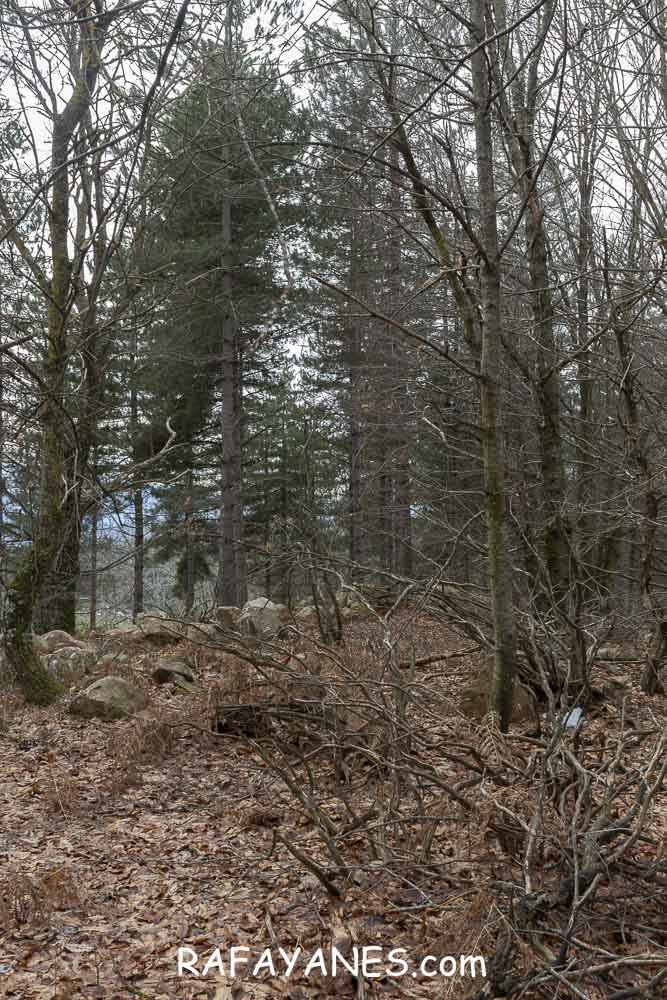 Ruta: Turó del Faig Verd (1187 m.) Ruta: Turó del Faig Verd (1187 m.)