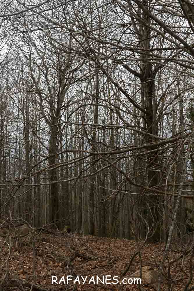 Ruta: Turó del Faig Verd (1187 m.) Ruta: Turó del Faig Verd (1187 m.)