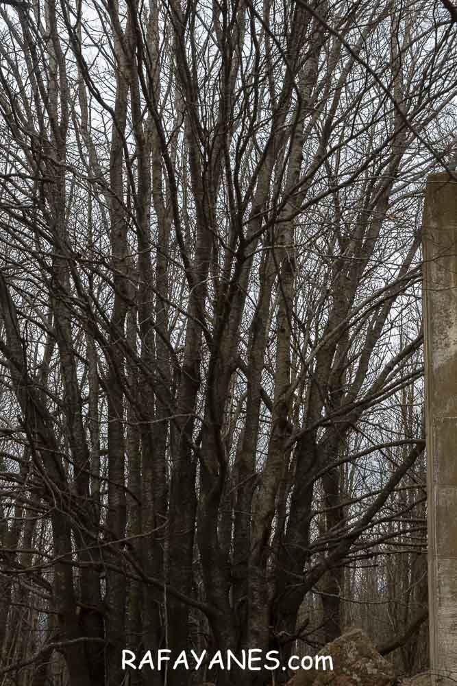 Ruta: Turó del Faig Verd (1187 m.) Ruta: Turó del Faig Verd (1187 m.)