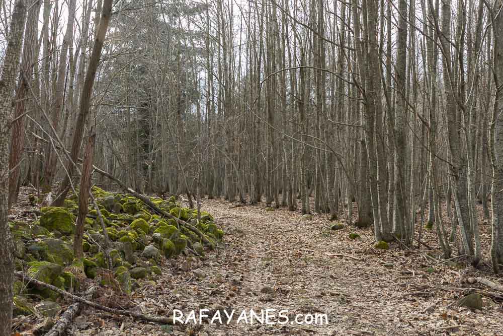 Ruta: Turó del Faig Verd (1187 m.) Ruta: Turó del Faig Verd (1187 m.)