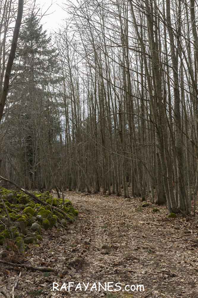 Ruta: Turó del Faig Verd (1187 m.) Ruta: Turó del Faig Verd (1187 m.)
