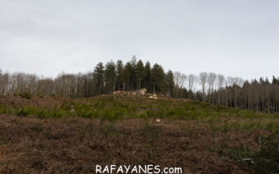 Ruta: Turó del Faig Verd (1187 m.)